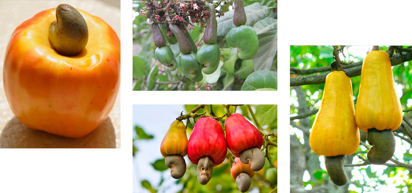 cashew-raw